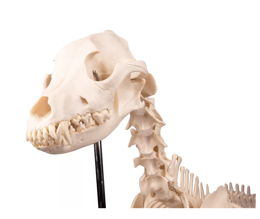 Erler-ZimmerHundeskelett "Olaf", natürliche GrößeDocMed GmbH