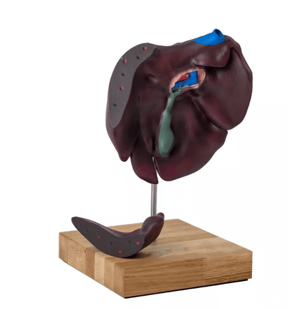 Erler-ZimmerModell der Leberstruktur von Schwein, Rind & PferdDocMed GmbH