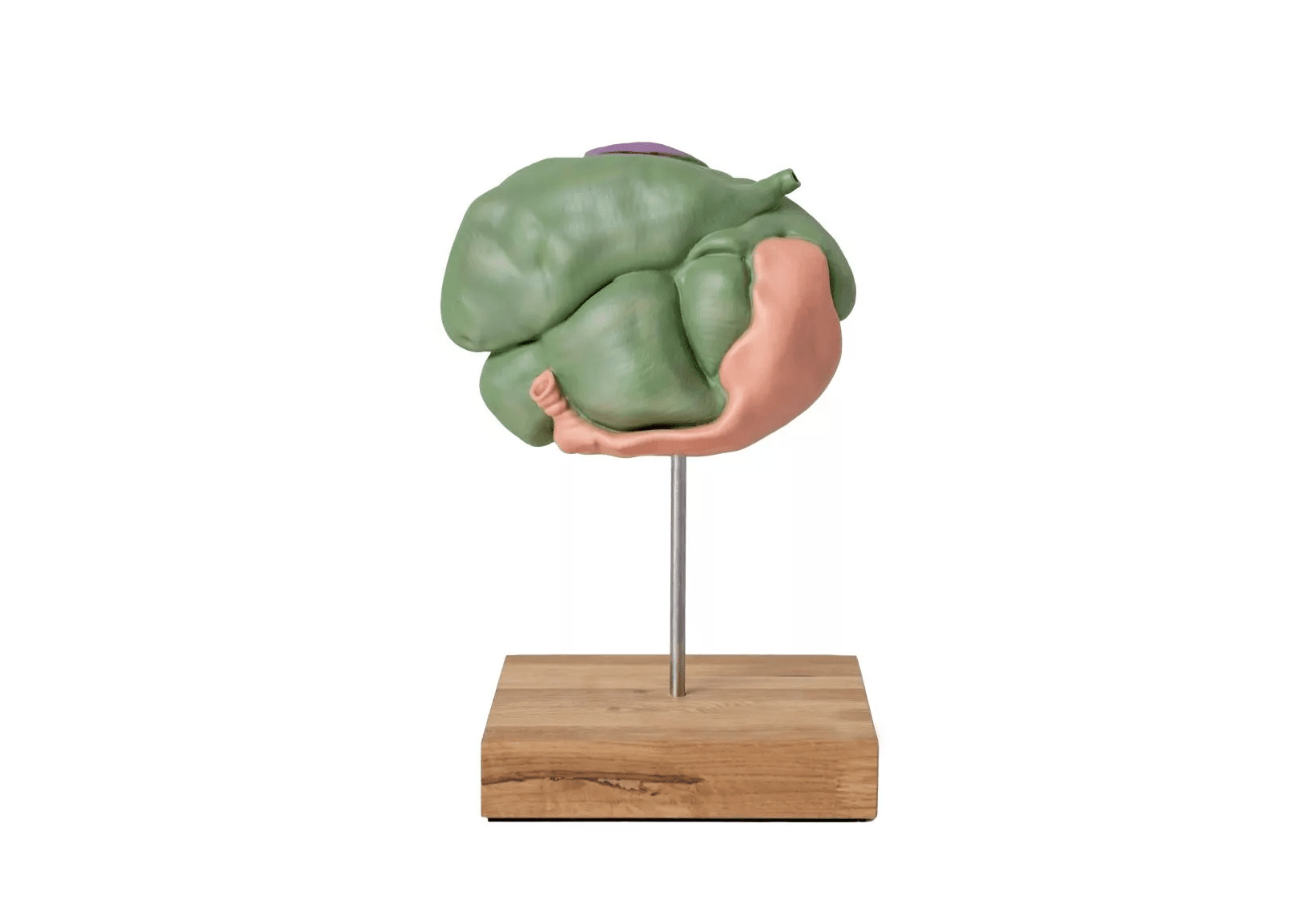 Erler-ZimmerSchafsmagenmodell, 2 Teile, 1/3 natürliche GrößeDocMed GmbH
