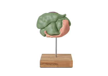 Erler-ZimmerSchafsmagenmodell, 2 Teile, 1/3 natürliche GrößeDocMed GmbH