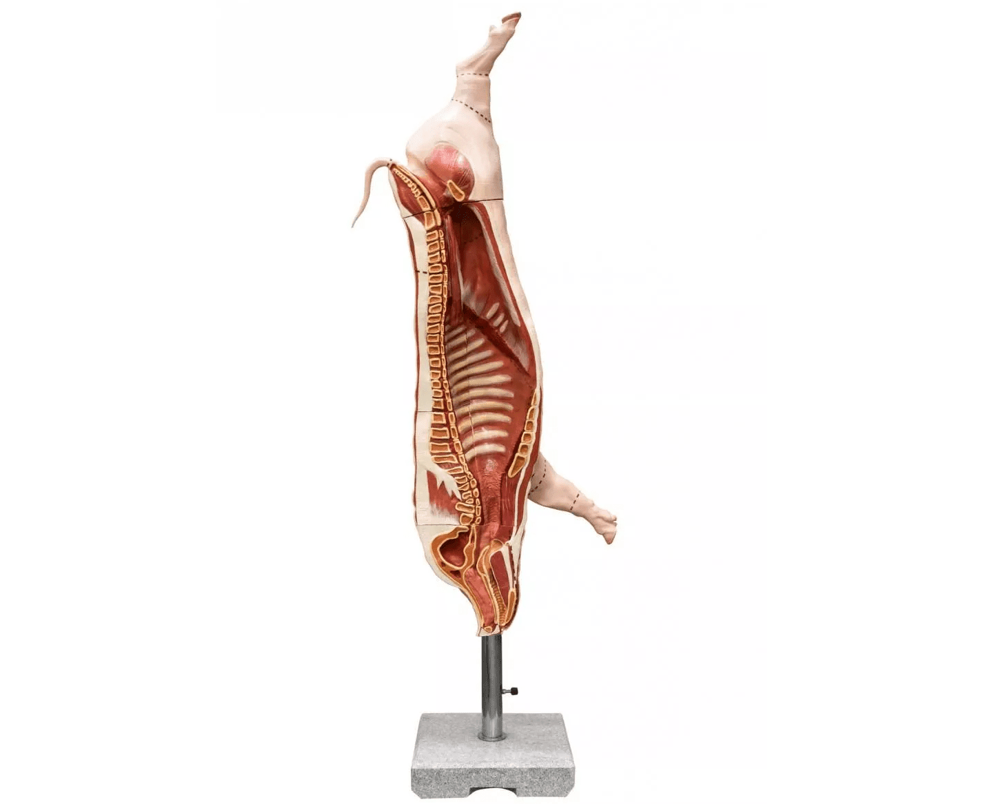 Erler-ZimmerSchweine Kadaver ModellDocMed GmbH